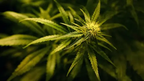Press Association A cannabis plant