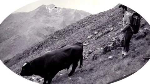 David Whalley Bull on Five Sisters of Kintail Ridge