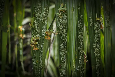 Brandon Güell Frogs clinging to fronds covered in eggs