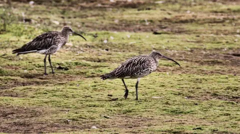 Getty Images A photograph of a curlew - a large wading bird with light brown, white, dark brown, and black plumage. It has long, dark brown legs and a long, narrow beak. There are two curlews in the picture - the one further away from the camera is slightly out of focus. The birds are walking across green and brown boggy ground. 