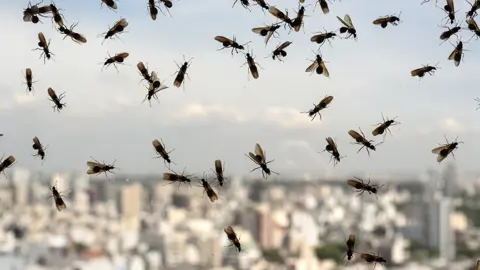 Getty Images Flying ants