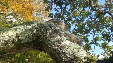 KORU KAYAKING Squirrel in tree