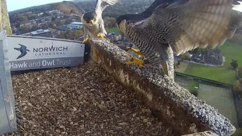 Hawk and Owl Trust falcons