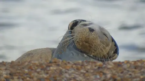 Vicky Gurney Seal with plastic object around neck