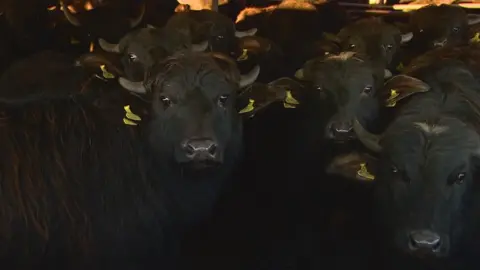 BBC The Buffalo Farm