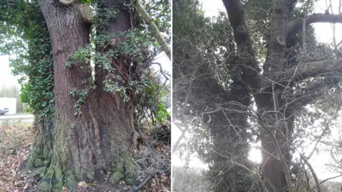 @OaksSave/Justina Bryan Tree