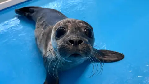 A grey harbour seal pup with big, black shiny eyes looking is looking up at the camera. it is lying on a blue floor. 