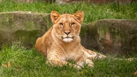 Antwerp Zoo Lioness, Winta