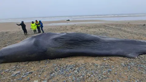 Marine Environmental Monitoring/CSIP Dead whale washed up on beach