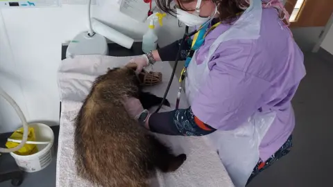 Secret World Wildlife Rescue. A badger being looked at by a vet