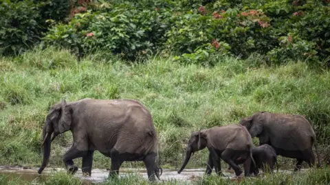 Getty Images Forest elephants are seen at Langoue Bai in the Ivindo national park, on April 26, 2019