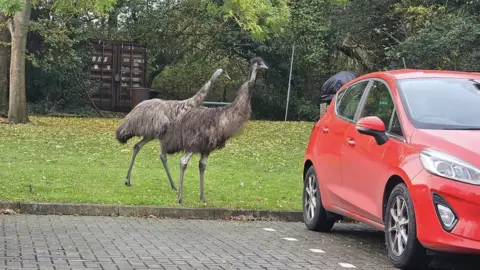 EdgeWood Veterinary Group Emus