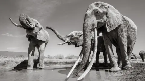 Burrard-Lucas Photography Three elephants at a water hole