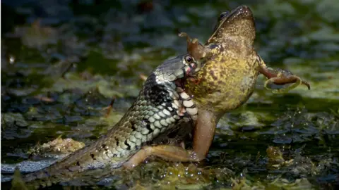 Kate Fry/PA Media Dramatic picture of a grass snake attempting to capture a frog in its jaws