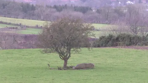 The alleged grave of Abhartach