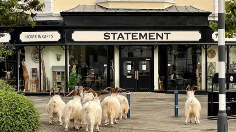 SusyStorm WeatherWatchers Goats in Llandudno