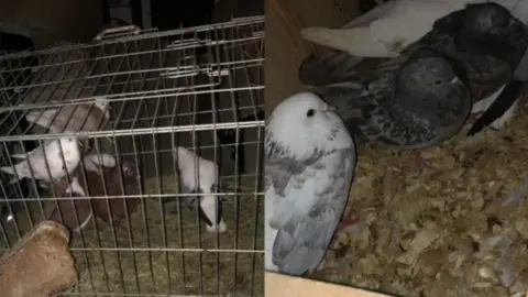 North Yorkshire Police Pigeons found by police
