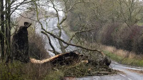 A tree on a rural Northumberland road in the aftermath of Storm Arwen