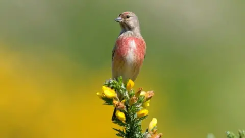 RSPB linnet