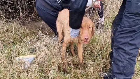 A dog being rescued and led to safety from a bush