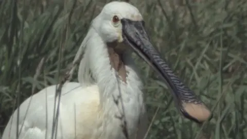 RSPB Spoonbill (stock image)