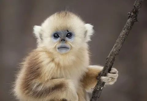 BBC NHU/Nick Green A golden snub nosed monkey