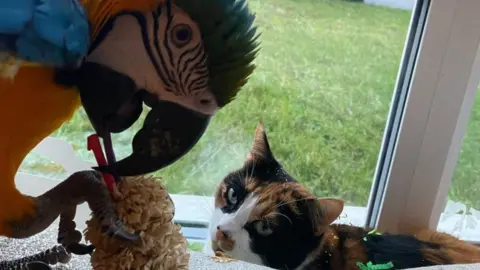Carlie Thomas Parrot and cat