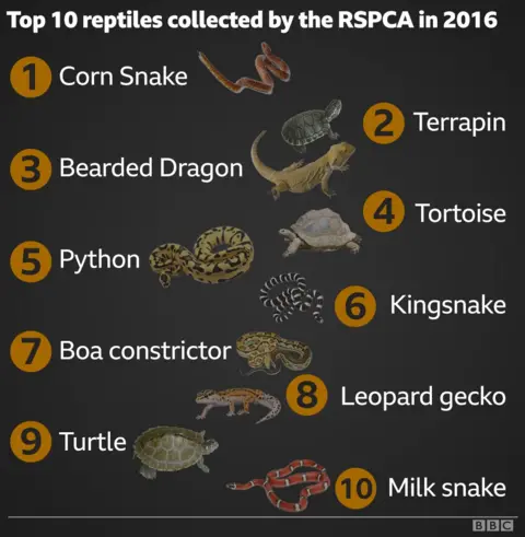 Reptiles graphic