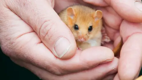 Getty Images Hazel Dormouse