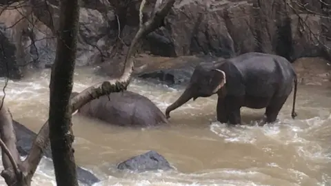 Khao Yai National Park An elephant attempts to wake one of its deceased companions