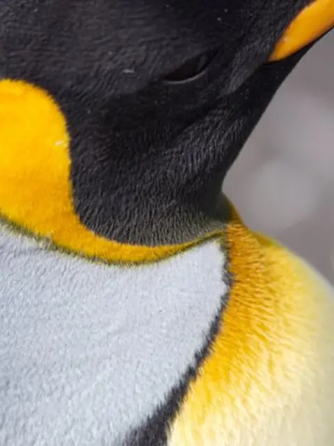 CNRS King penguins