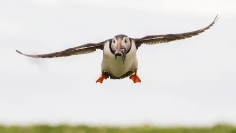 David Omerod Puffin