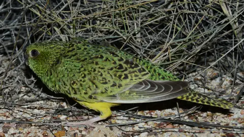 JOHN YOUNG A night parrot discovered in Queensland