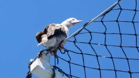 James Walsh A photo of the red-footed booby
