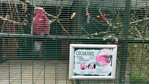 A pink cockatoo sits on a perch inside a green wire cage