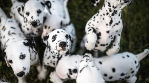 A group of Dalmatian puppies playing together on grass