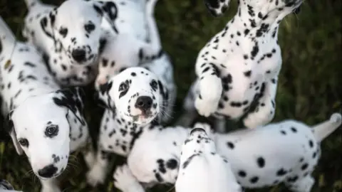 Getty Images A group of Dalmatian puppies playing together on grass