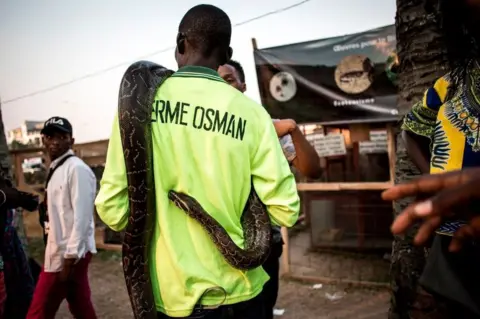 AFP A snake keeper is seen showing off a python at an agriculture fair on September 25, 2018 in Kinshasa, in the Democratic Republic of the Congo.
