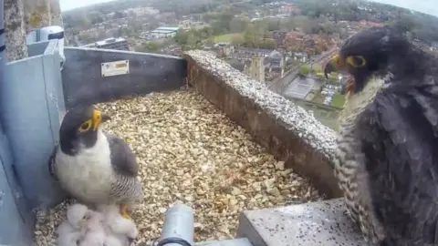 Hawk and Owl Trust Peregrines with chicks