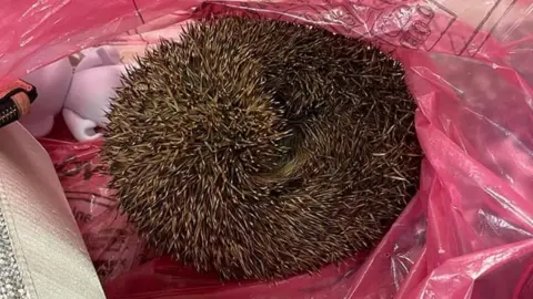 Danielle Boland Hedgehog