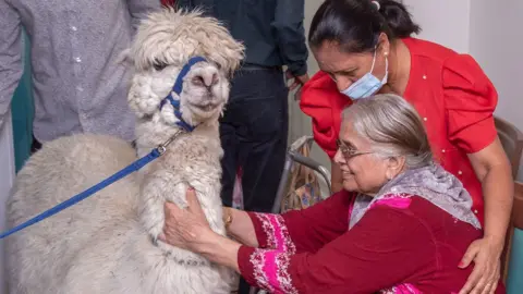 PA Media Alpaca in care home
