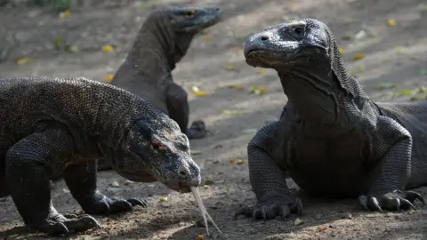 Getty Images Komodo dragons