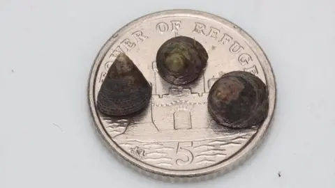 Isle of Man Government Snails on a 5p piece