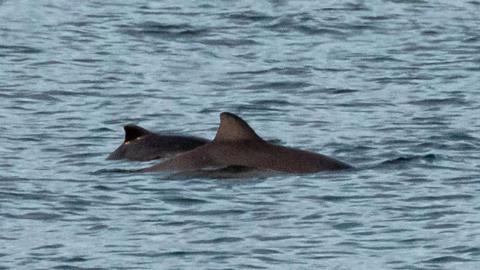 A pair of porpoises side by side 