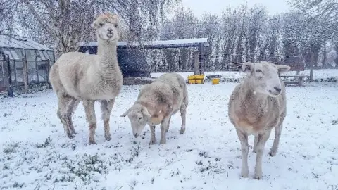 alpaca lady Alpaca and sheep in snow