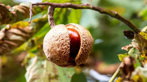 Cliff Kinch A ripe conker on a tree near South Newington