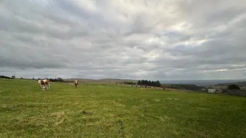 A tract  of greenish  grass, with 2  cows successful  the region  to the near  of the image. The entity  is afloat  of grey clouds. 