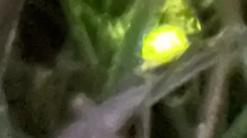 Sherwood Forest Trust Glow worm seen at Sherwood Heath