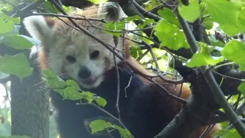 Stock photo Red Panda