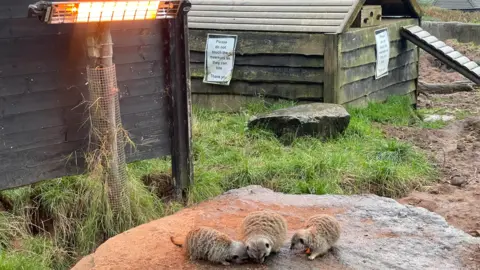 BBC Meerkats sheltering in heated quarters at Belfast Zoo
